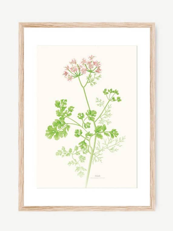 CILANTRO Botanical Watercolor Print for wholesale by Save the date projects