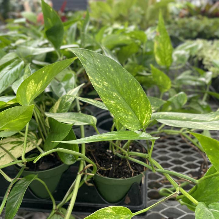 Thorsen's Greenhouse - Wholesale Live Plant - Epipremnum Pinnatum Neon - 4" Live Plant9