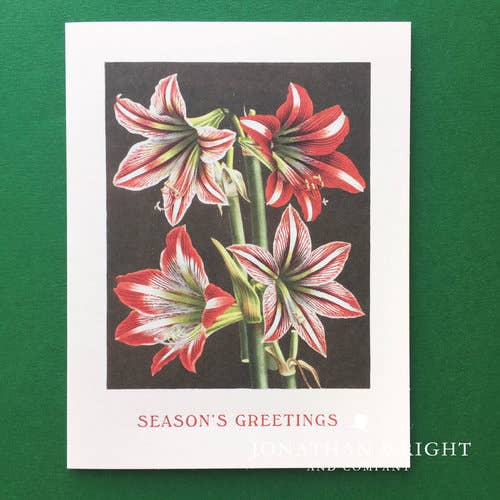 Amaryllis - Seasons-Glückwunschkarte für den Großhandel von Jonathan Wright and Company