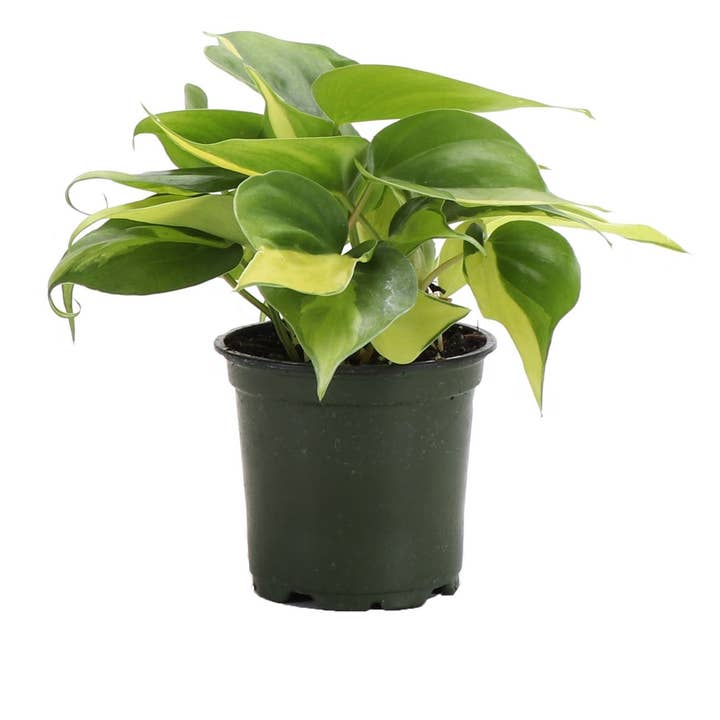 Thorsen's Greenhouse - Wholesale Live Plant - Brazil Philodendron - Live Plant