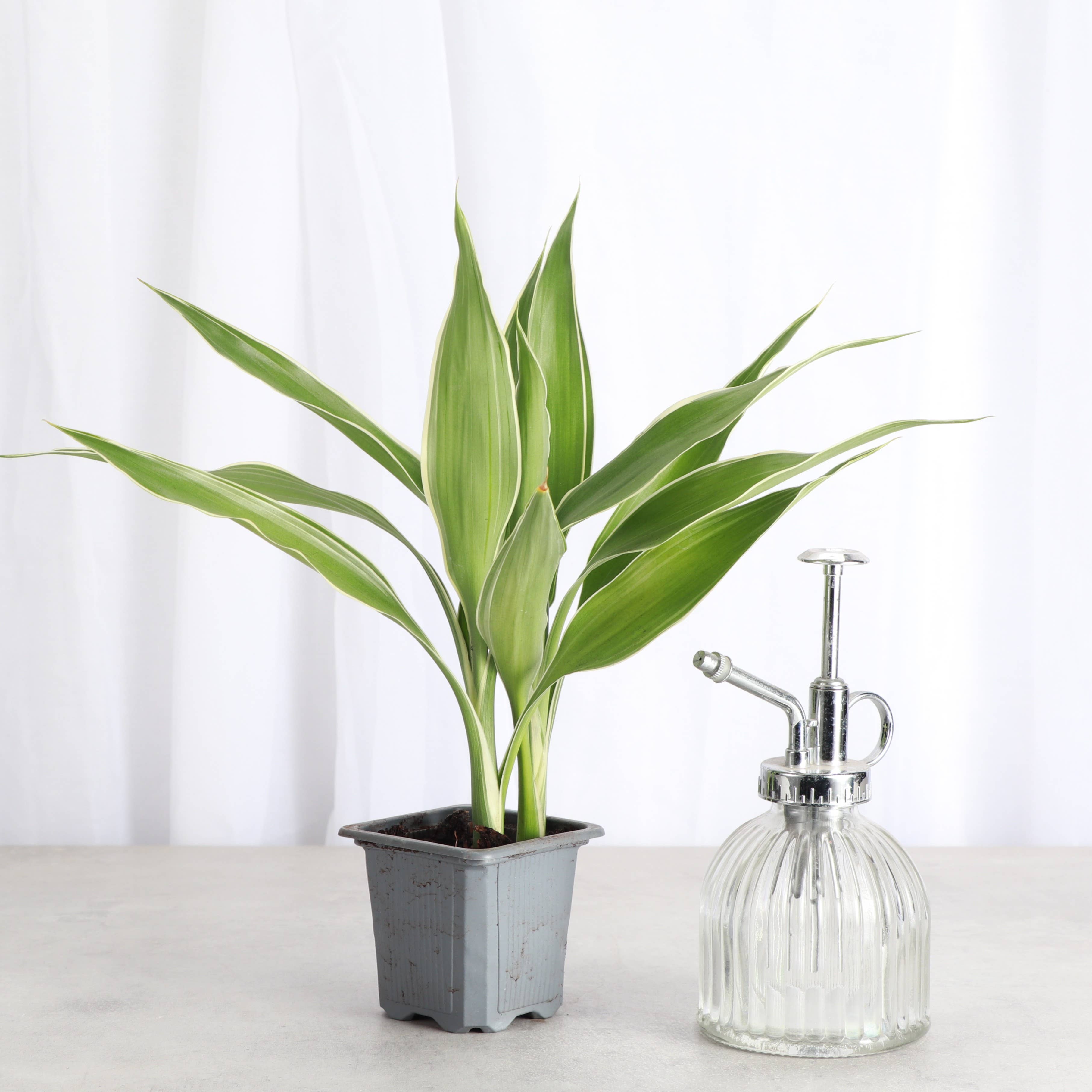Thorsen's Greenhouse - Wholesale Live Plant - Dracaena Sanderiana - Lucky Bamboo - 3" Live Plant1