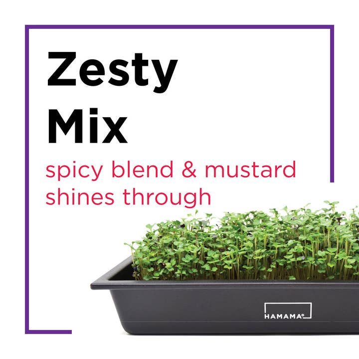 Hamama - Wholesale Plant Seeds - Seed Quilts6