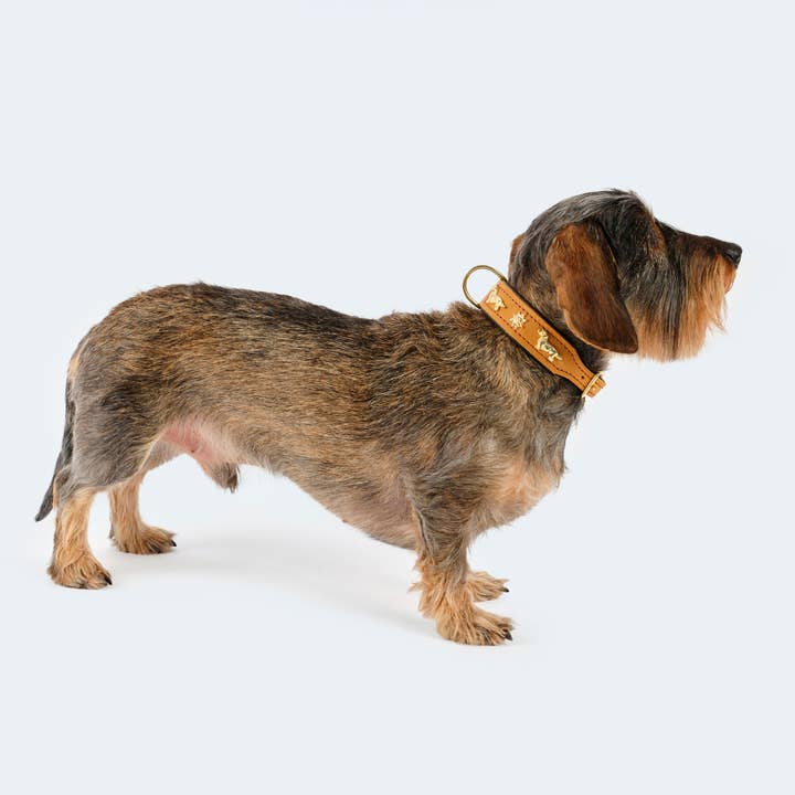 ​​Leopold's Finest for dogs - Wholesale Pet Collar - Dog - Dog collar leather dachshund cognac/dark brown