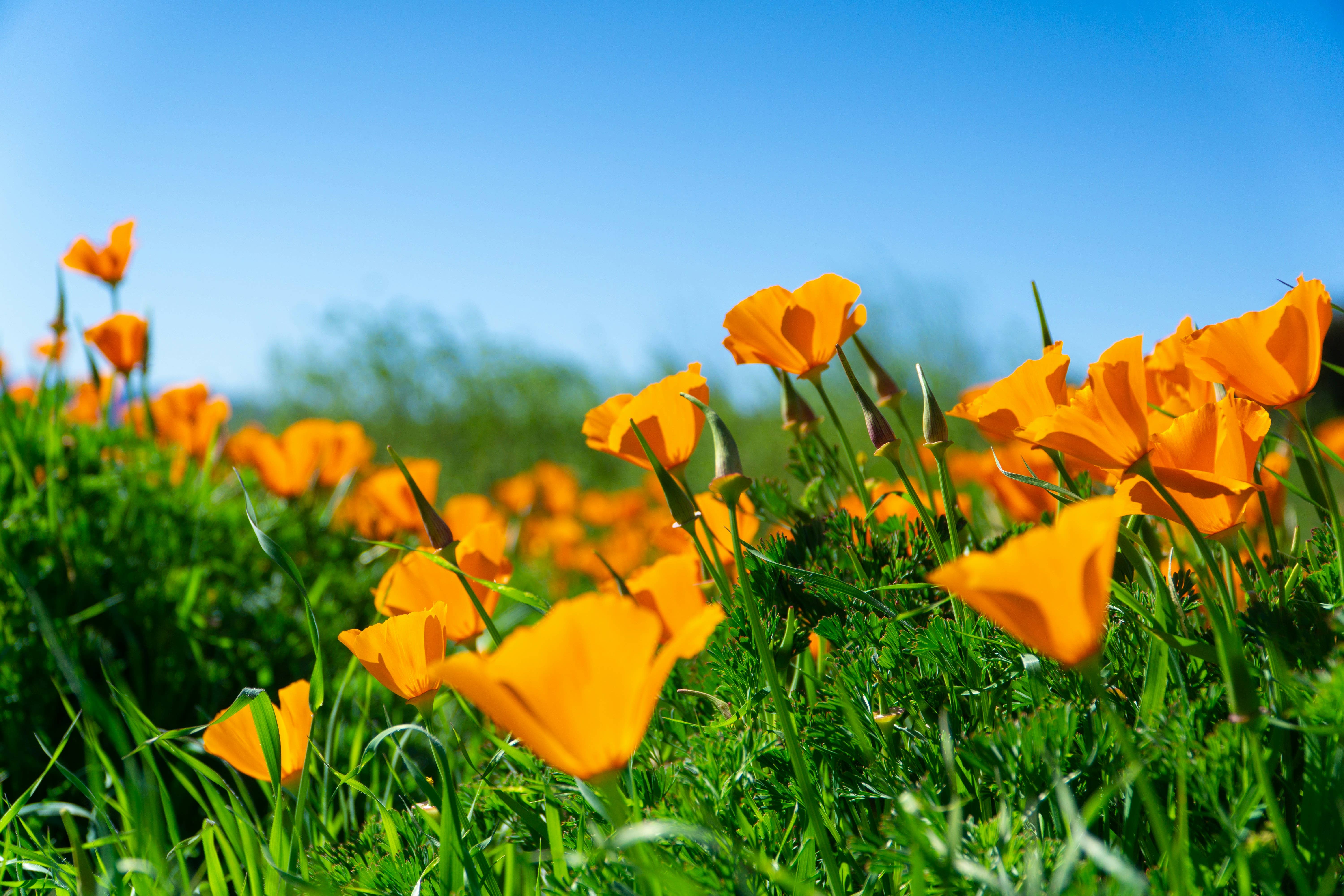 The Jonsteen Company - Wholesale Plant Seeds - California Poppy | Seed Grow Kit9