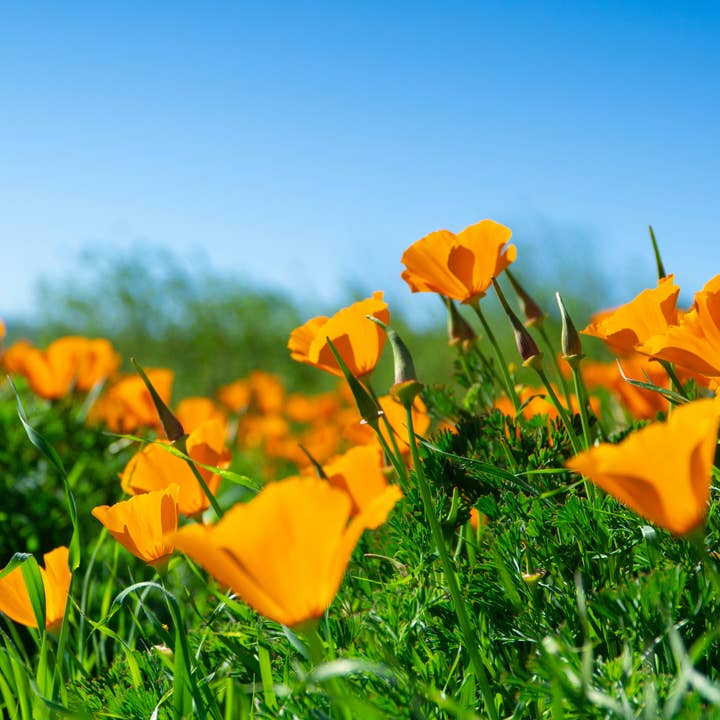The Jonsteen Company - Wholesale Plant Seeds - California Poppy | Seed Grow Kit9