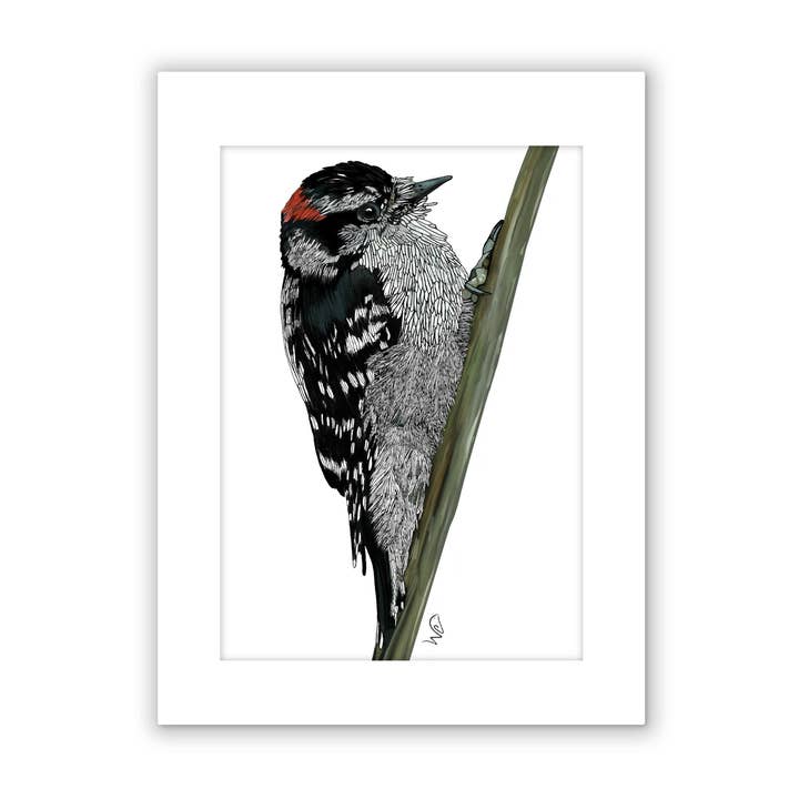 Signed & Matted Print - Downy Woodpecker for wholesale by Unperfekt Studios