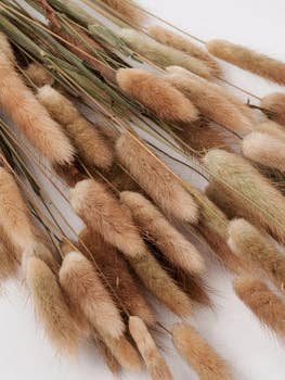 Queues de lapin en terre cuite pour la vente par By Two Fields