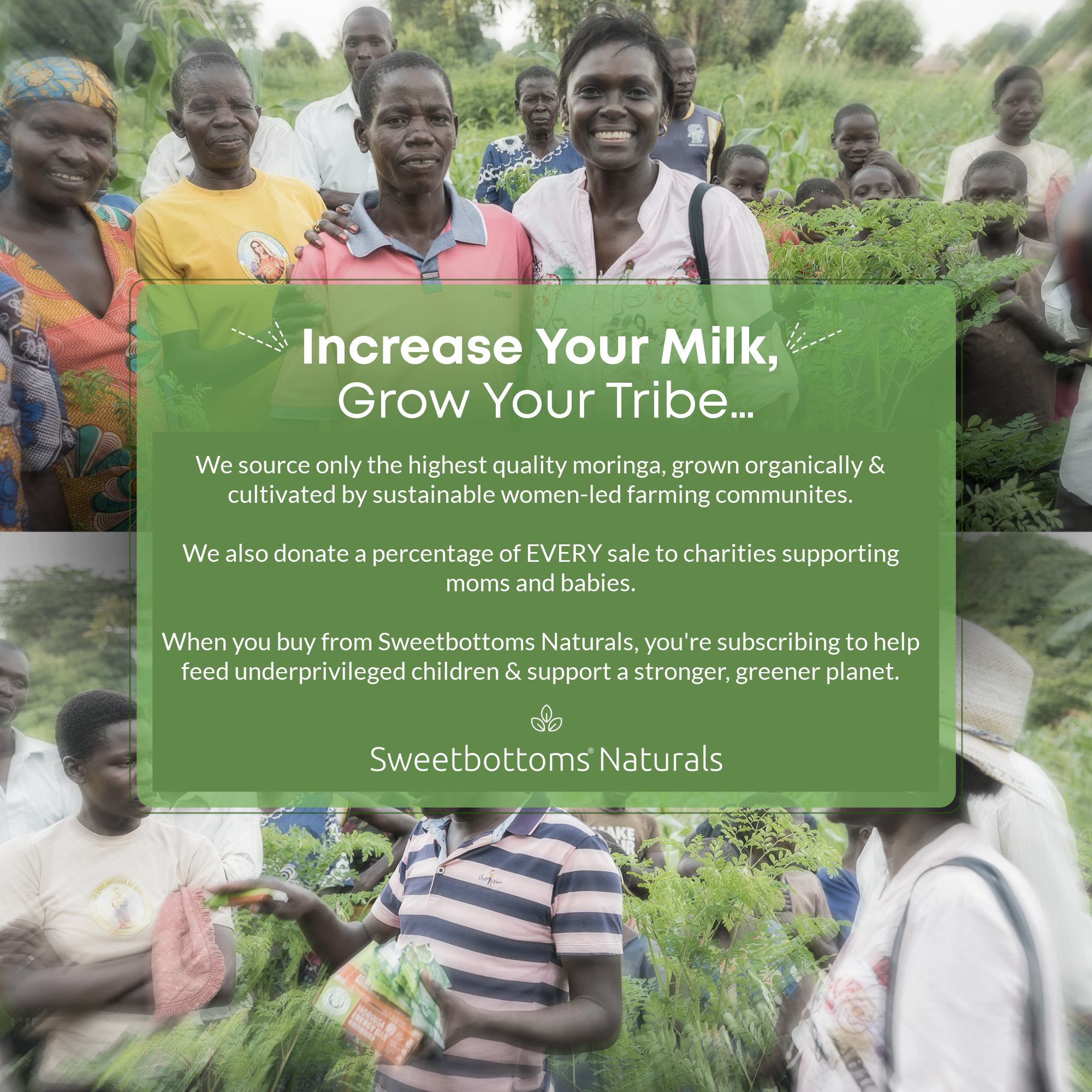 Sweetbottoms Naturals - Wholesale Oral Supplement/Vitamin - Organic Moringa for Milk Lactation Supplement - 120 Capsules6