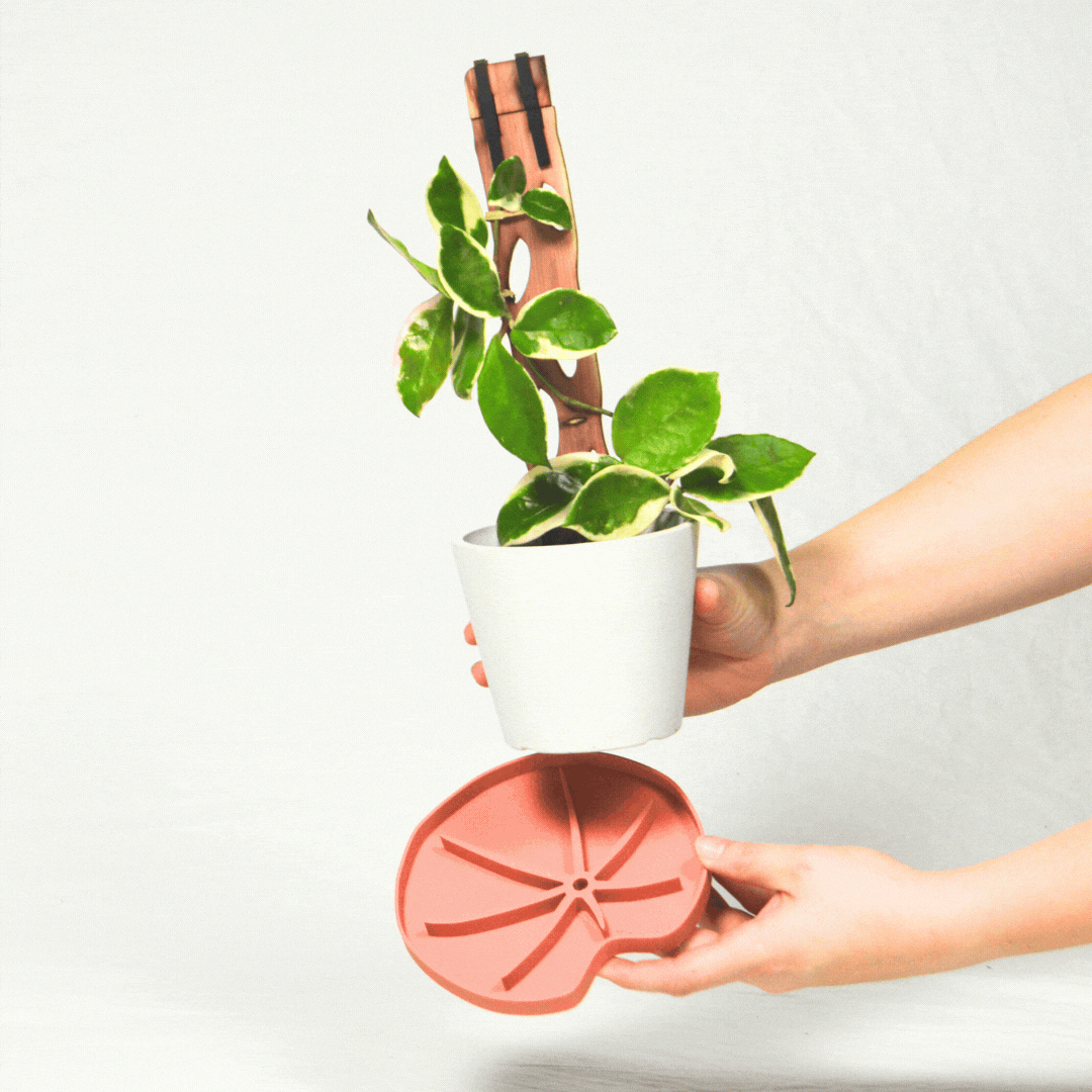 Treleaf - Wholesale Plant pot - Lili Sausr - Lilly pad shaped Saucer - Spill tray - Drip tray for houseplants - Humidity tray4