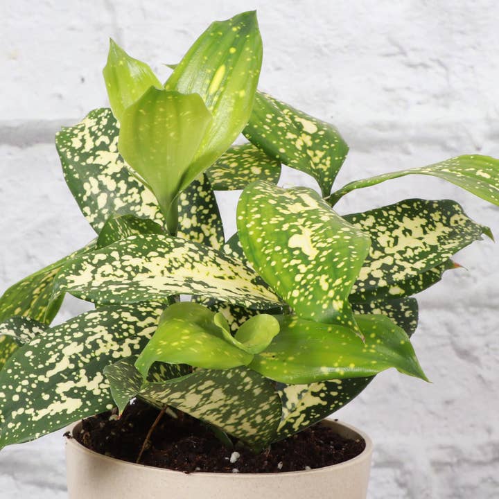 Thorsen's Greenhouse - Wholesale Live Plant - Gold Dust Dracaena - Live Plant2