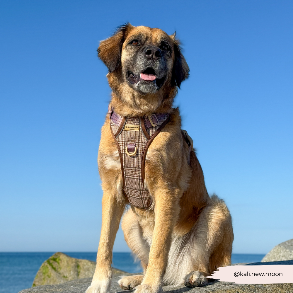 Cocopup London – wholesale Pet harness – Dog – Explore Harness - Pup Plaid7