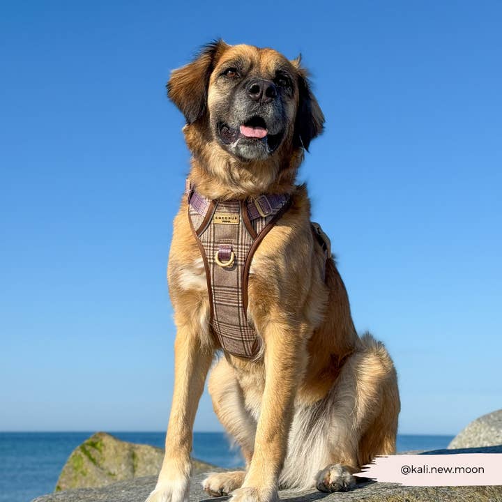 Cocopup London – wholesale Pet harness – Dog – Explore Harness - Pup Plaid7