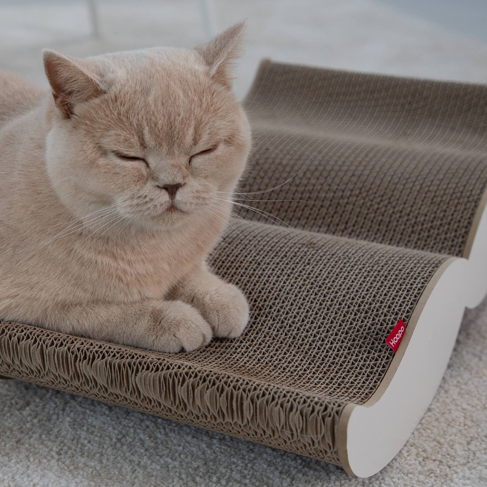 Hoopo - Wholesale Pet Scratcher - Cat - Moustache Scratching furniture 2