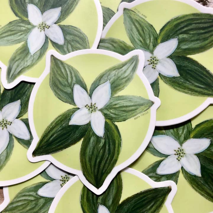 Hartriegel-Aufkleber für den Großhandel von Art by Anya Toelle