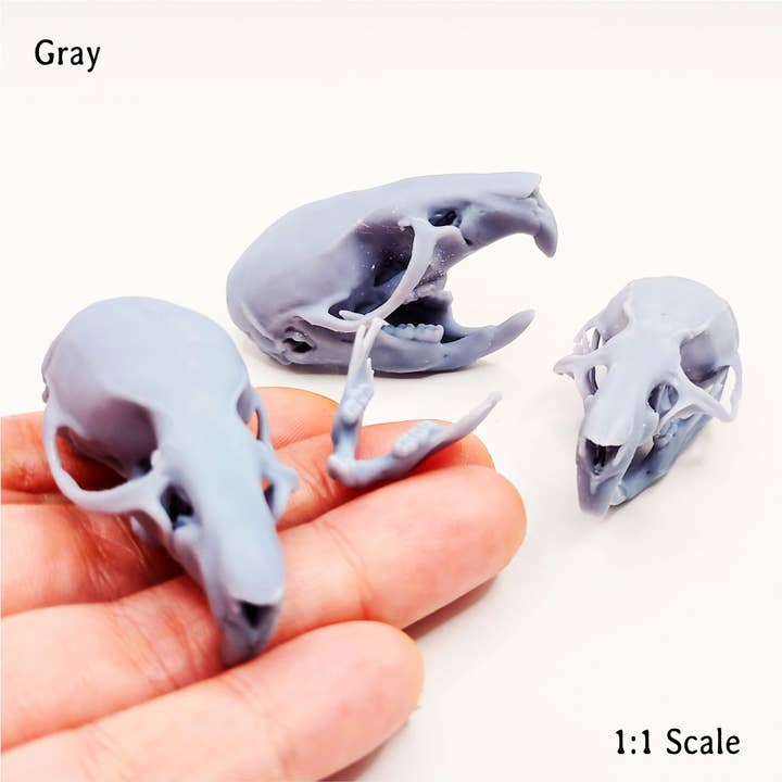 The Scale Grail - Wholesale Decoratief beeldje - Brown Rat Skull - replica op ware grootte van de schedel van knaagdieren, curiositeiten en eigenaardigheden op schaal 1:1, cadeau en decoratie voor het verzamelen van botskeletten (1 schedel)3