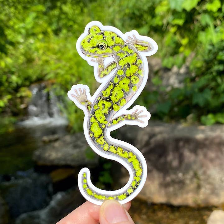 Green Salamander Weatherproof Vinyl Sticker for wholesale by Allison Stoiser Art