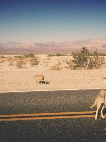 Mojave 12oz for wholesale by Moon Child Candle Co