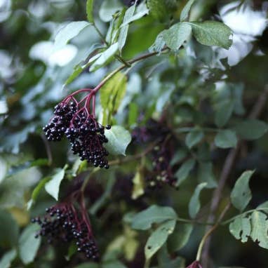 Lets Grow Together - Wholesale Loose Tea - Organic Elderberries