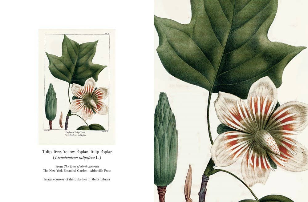 W. W. Norton - Wholesale Stationery/Notecard Set - The Trees of North America note cards5