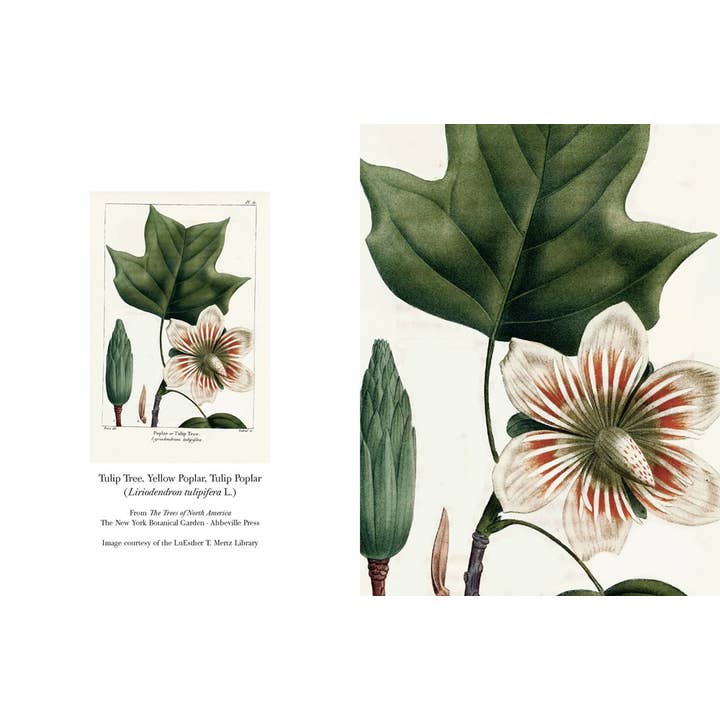 W. W. Norton - Wholesale Stationery/Notecard Set - The Trees of North America note cards5