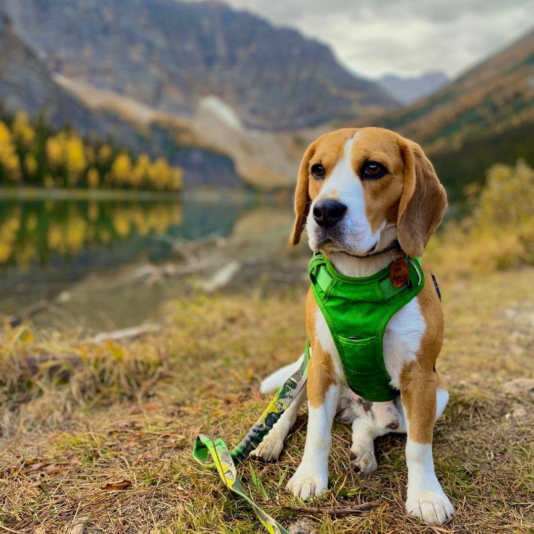 Rocky Mountain Dog - Wholesale Pet Harness - Dog - All-Terrain Dog Harness – Summit, No-Pull10