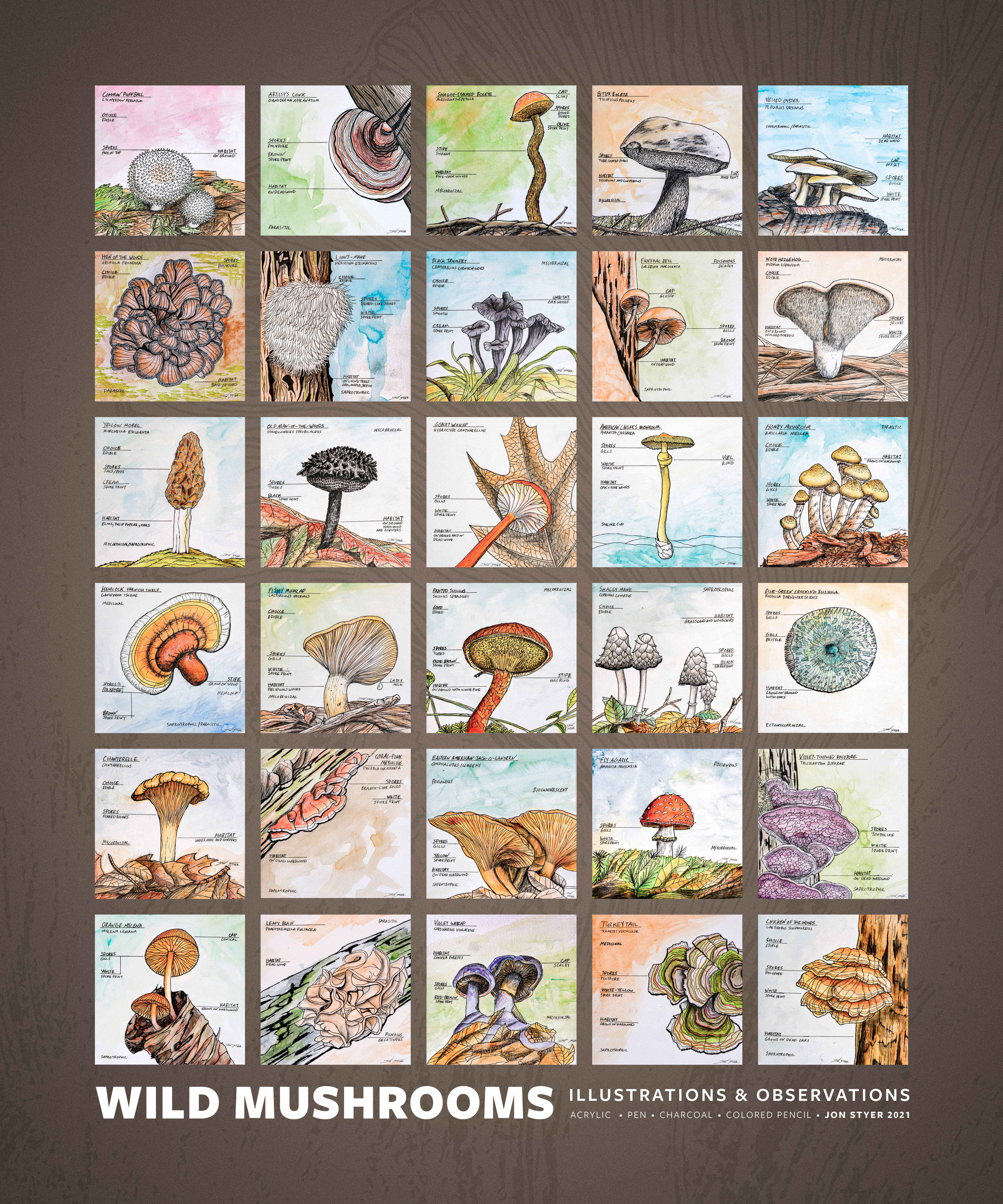 Jon M Styer - Wholesale Poster - Wild Mushrooms Poster - 16x202