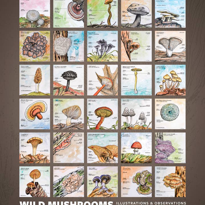 Jon M Styer - Wholesale Poster - Wild Mushrooms Poster - 16x202