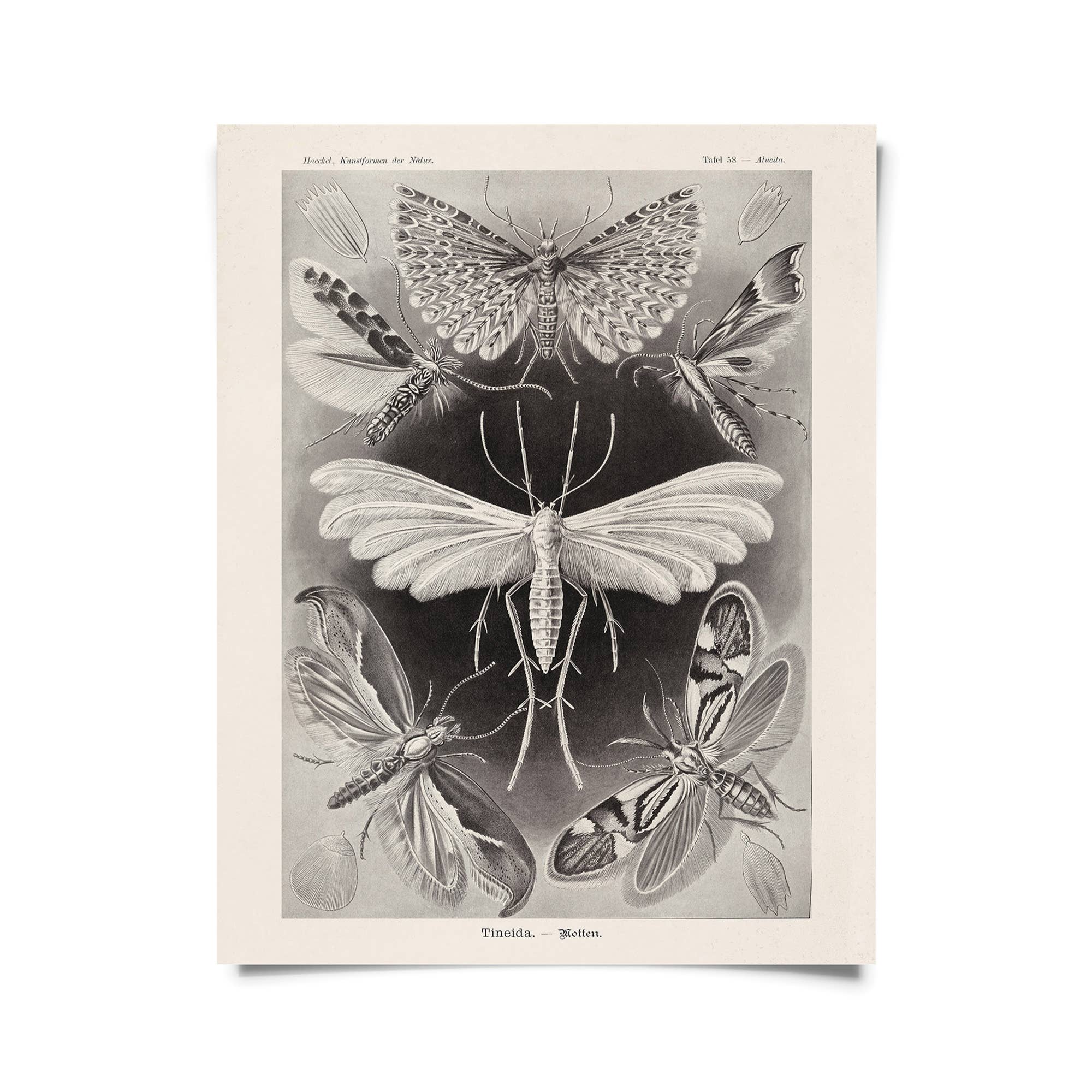 Curious Prints - Wholesale Art Print - Vintage Haeckel Moth Insect Print w/ optional frame