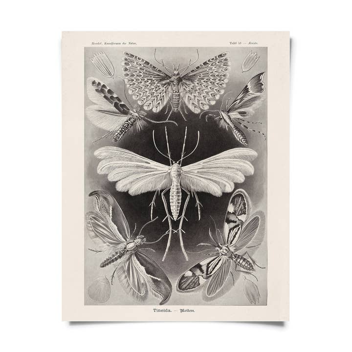 Curious Prints - Wholesale Art Print - Vintage Haeckel Moth Insect Print w/ optional frame