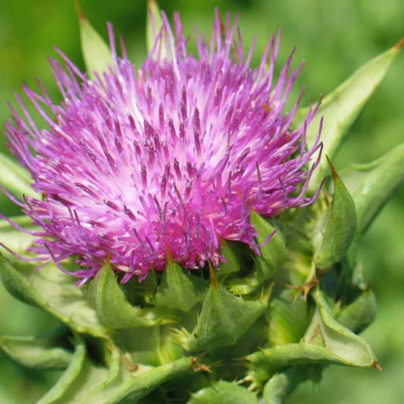 Brand Organic – wholesale Oral supplement/vitamin – Herb Pharm Milk Thistle 30ml Organic1