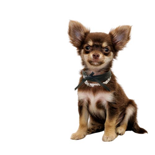 Rhinestone Ribbon Leatherette Pet Necklace for wholesale by Bark Fifth Avenue