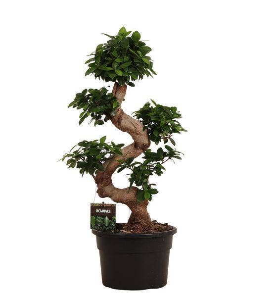 Oasis of Life - Wholesale Live Plant - Chinese Fig – Ficus Microcarpa Ginseng – Indoor Bonsai approximately 80–110cm high – Ø23cm – Bonsai Tree for Living Room, Office & Conservatory0