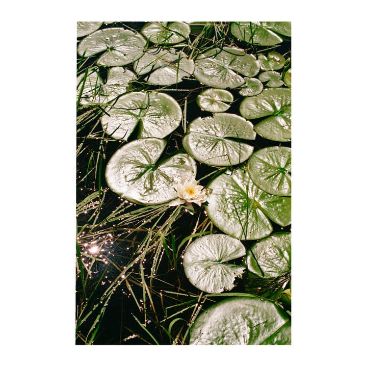 Liljer, #2 2024. for engroshandel hos bylindseykusterman