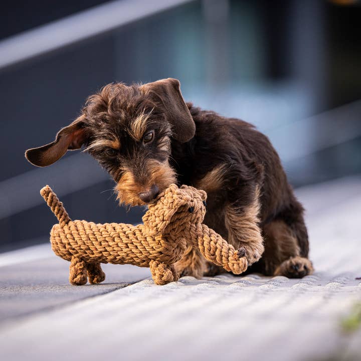 LABONI - Volentis GmbH - Wholesale Pet Chew Toy - Dog - DIEGO DACKEL – The Trend Toy Every Dog Wants8