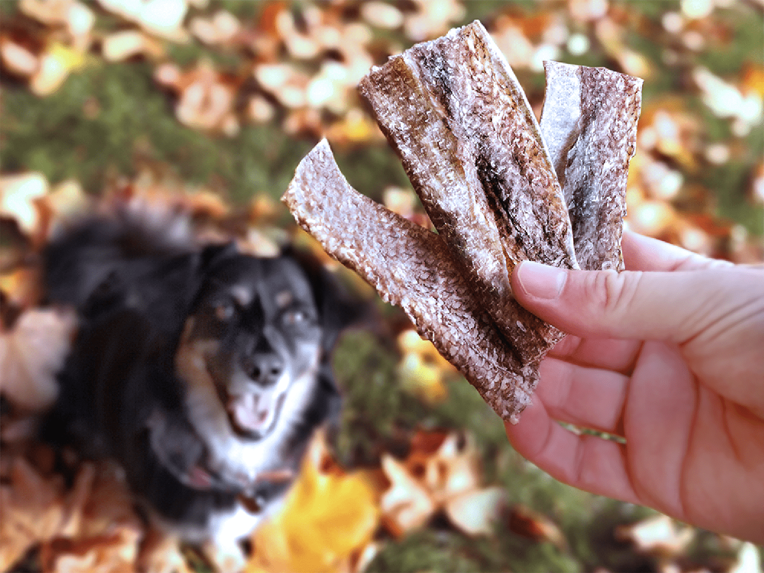 Goodchap's - Wholesale Pet Treats - Dog - Whitefish Jerky | Natural Dog Chews | Compostable Packaging 4