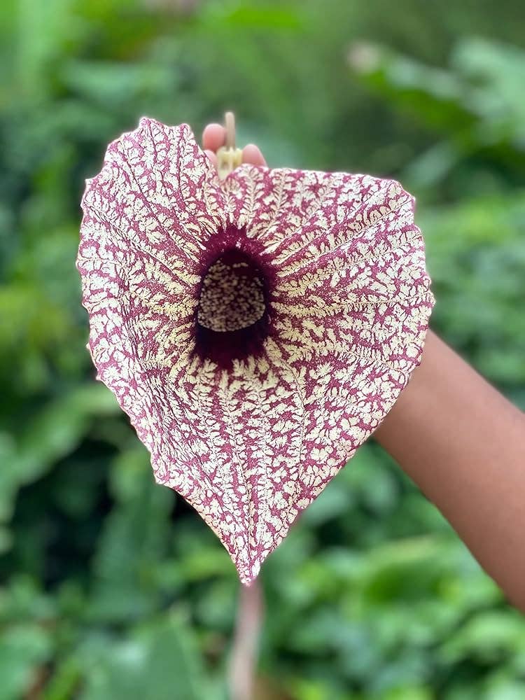 Life Gardening Tools - Wholesale Health/Detox Tea - Raw Duck Flower Detox | Wildcrafted Aristolochia Grandiflora – Deep Cleanse & Parasite Flush2