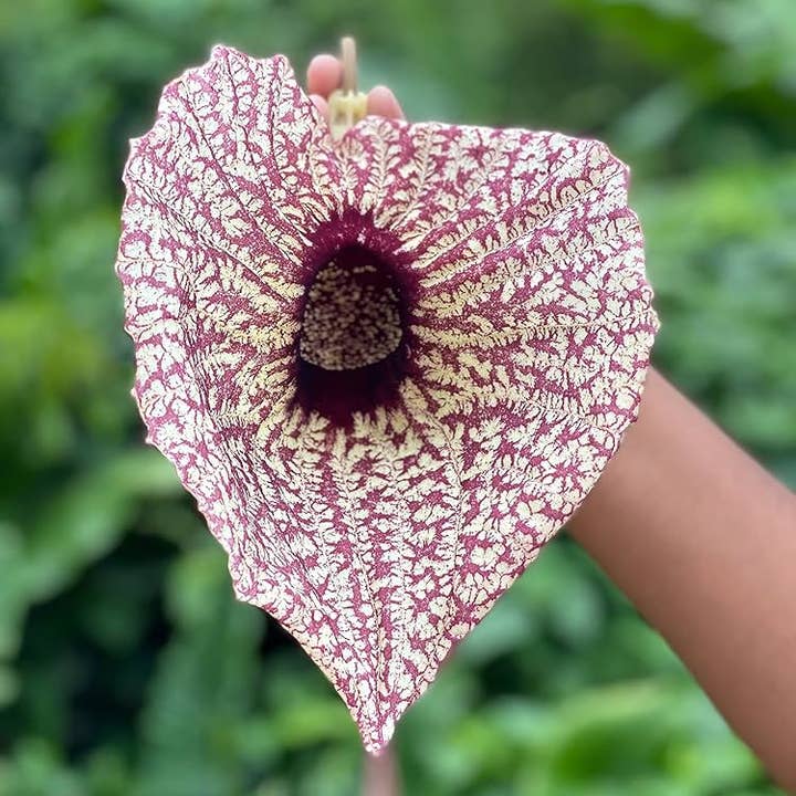 Life Gardening Tools - Wholesale Health/Detox Tea - Raw Duck Flower Detox | Wildcrafted Aristolochia Grandiflora – Deep Cleanse & Parasite Flush2