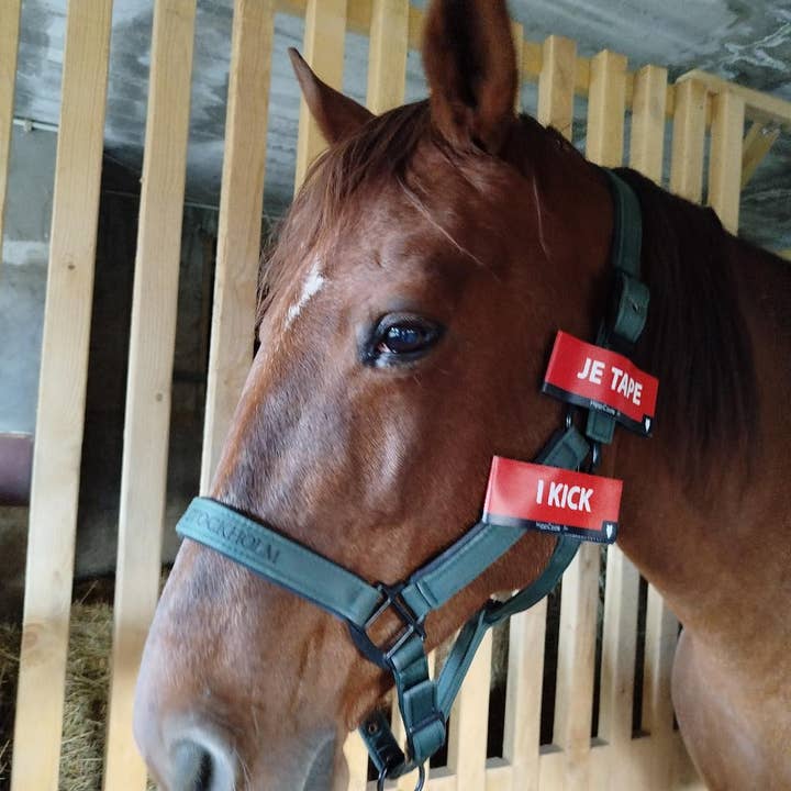 Scratch front/back HippiCode® I TYPE for wholesale by AniCode