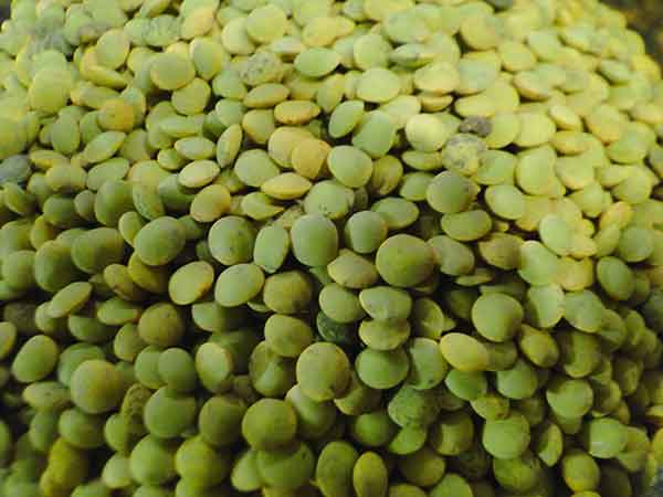 Hudson Meat Company - Wholesale Beans - LENTILS GREEN ORGANIC     -     BULK PACK0