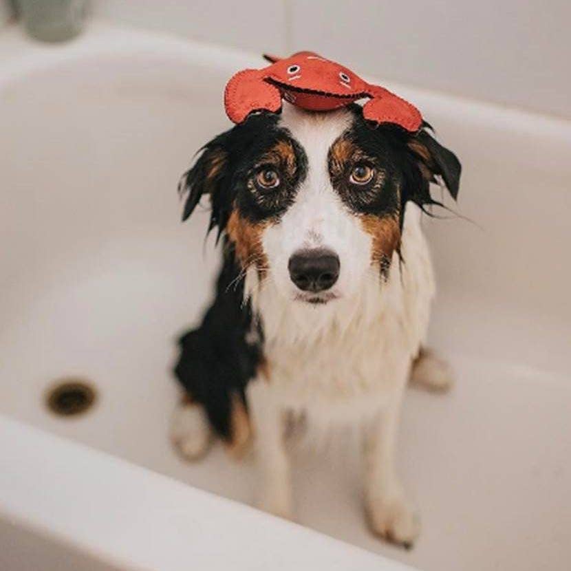 Jax & Bones – Engroshandel Legetøj - Hund – Lola hummer neopren hundelegetøj (one size)1