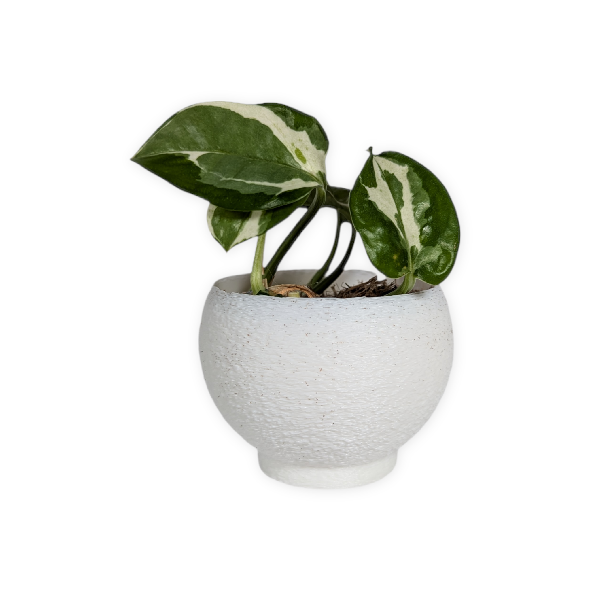 Leafprints.3d - Wholesale Plant Pot - The Petal – 2 Inch Cover Pot (No Drainage)15
