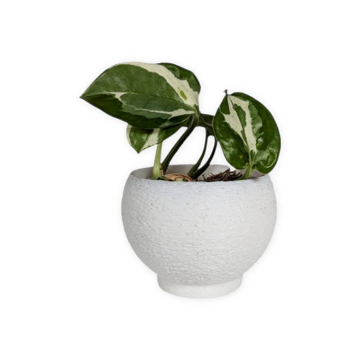 Leafprints.3d - Wholesale Plant Pot - The Petal – 2 Inch Cover Pot (No Drainage)15