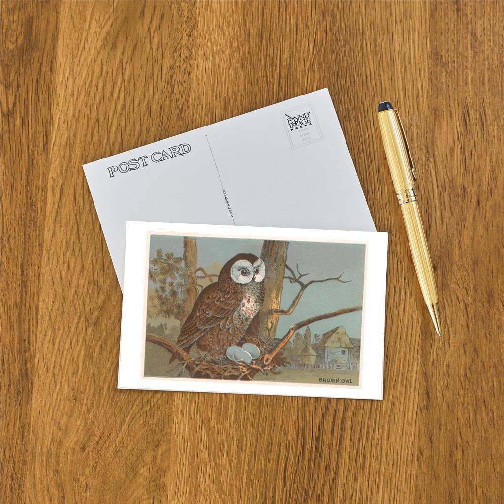 Found Image Press - Wholesale Postcard - Postcard BD-462 Brown Owl with Eggs1