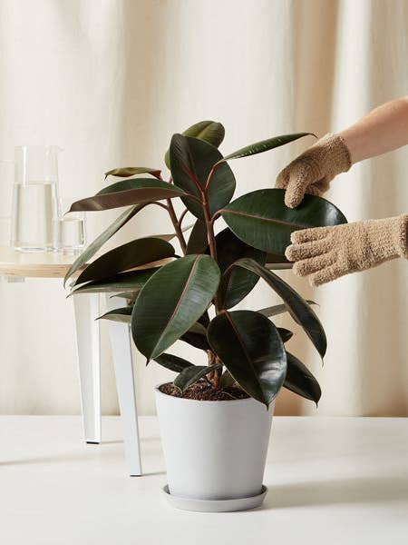 Burgundy Rubber Tree for wholesale by Bloomscape