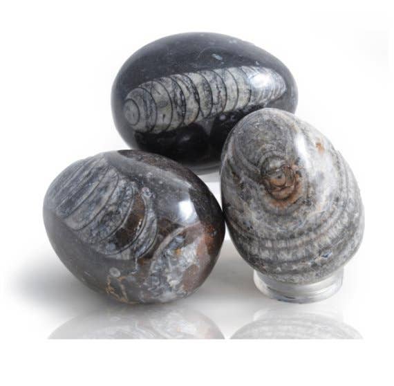 Science and Nature - Wholesale Decorative Tabletop Object - Fossil Nautiloid Eggs (Box of 25)1