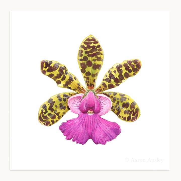 Aaron Apsley Artwork - Wholesale Art Print - Orchid Flower Print - 8"x8"2