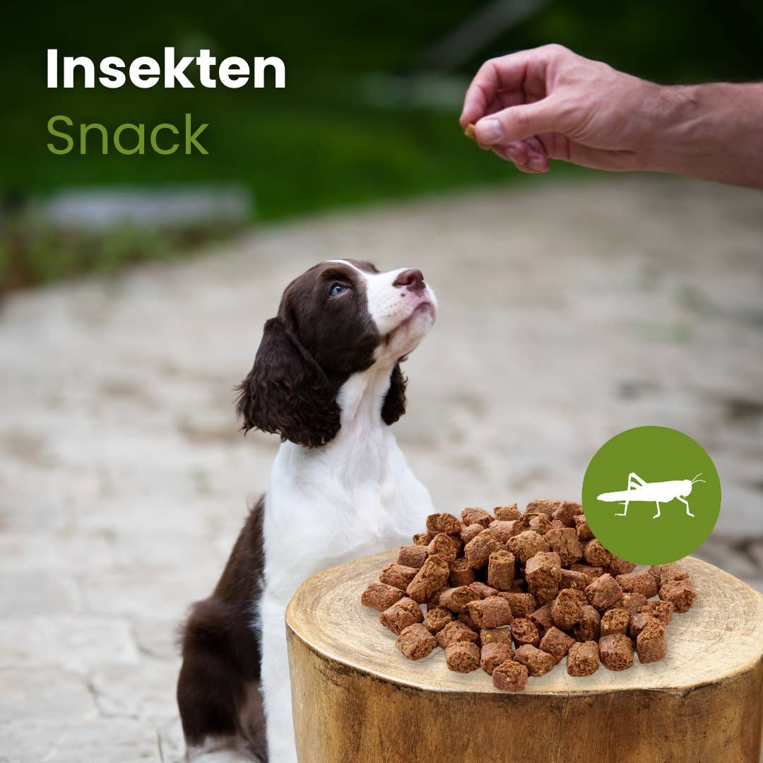 Kauartikel.com GmbH - Vente Friandises – chien - collation aux insectes2