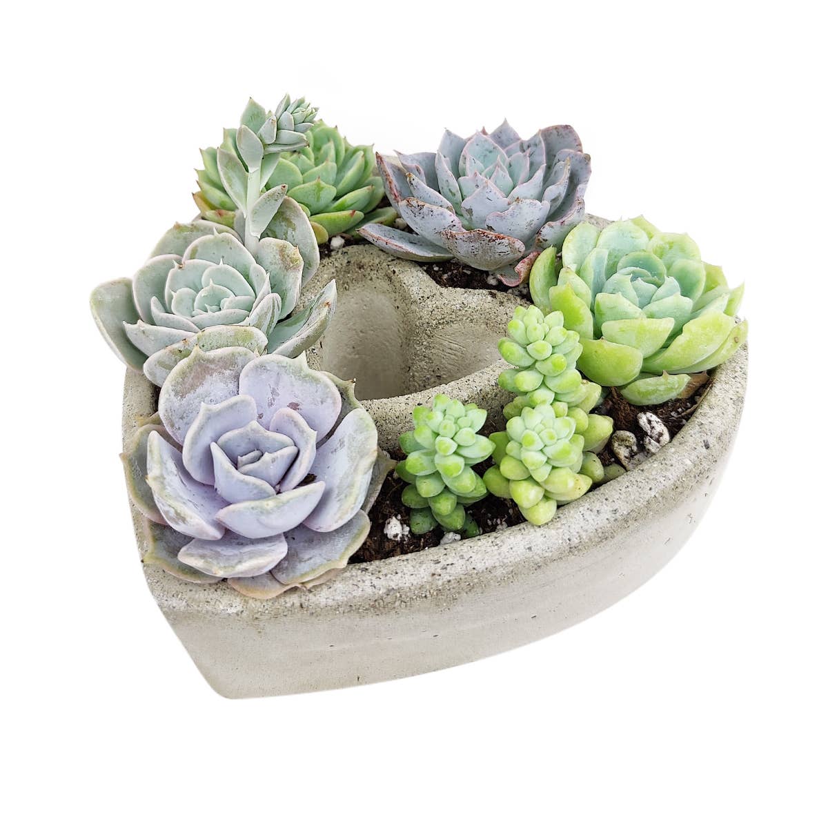 Best Plant Friend - Wholesale Succulent - Succulent Heart Arrangement - Succulent Gift Decor Ideas9