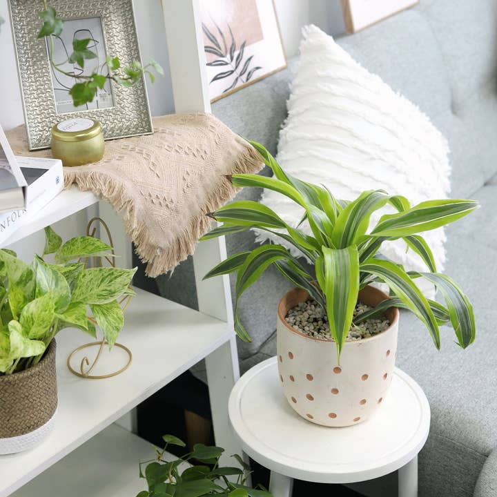Best Plant Friend - Wholesale Live Plant - Dracaena Lemon Lime - Air Purifying Plant - 4/6 inch Pot