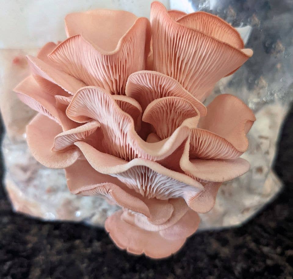 The Mushroom Conservatory LLC - Venta al por mayor Kit de cocina - Paquete variado de 12 kits para cultivar setas gourmet comestibles DIY13